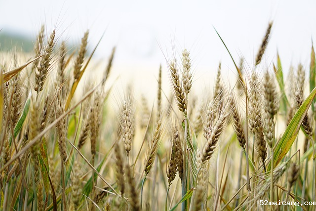 智慧农业：数字技术赋能现代农业转型